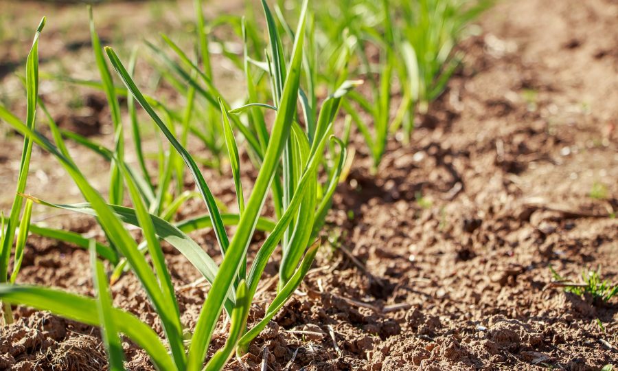 First greens grow in the garden in spring. Gardening and growing farm vegetables. Rural life.